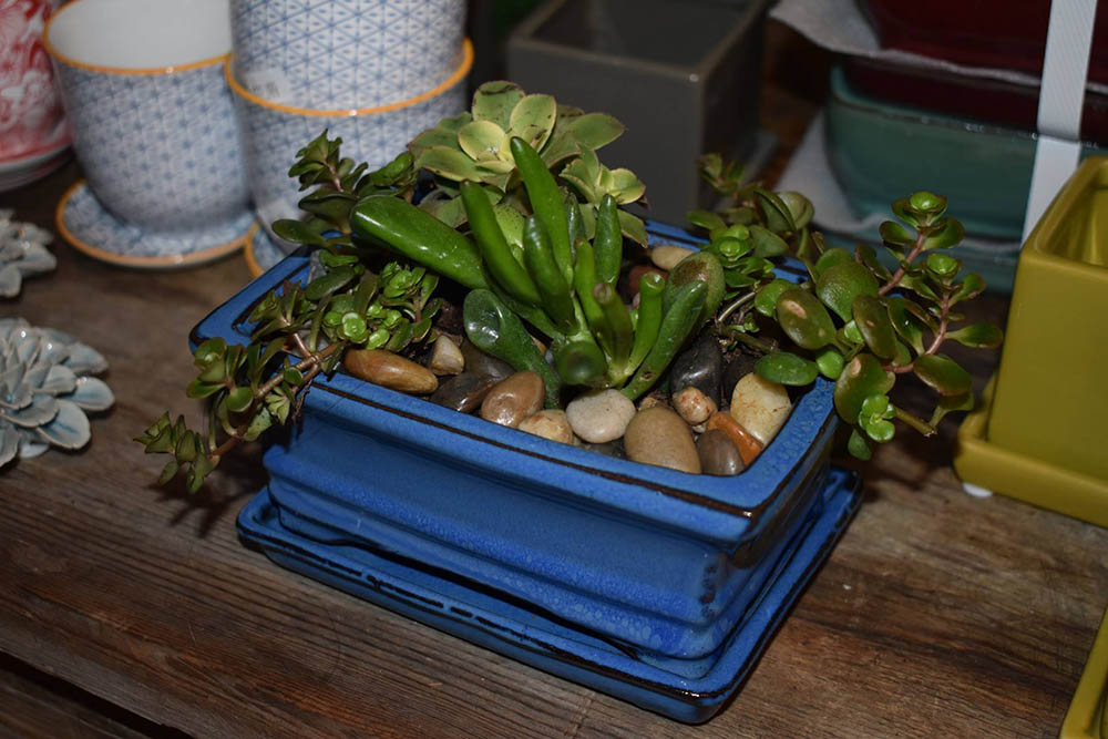 Blue ceramic planter filled with succulents