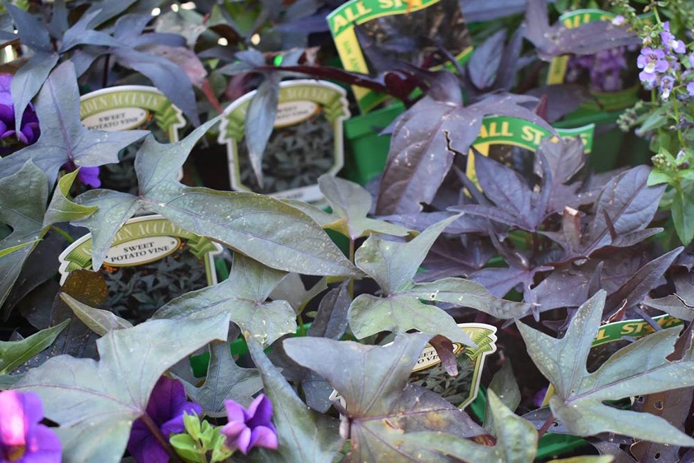 Seasonal Plants