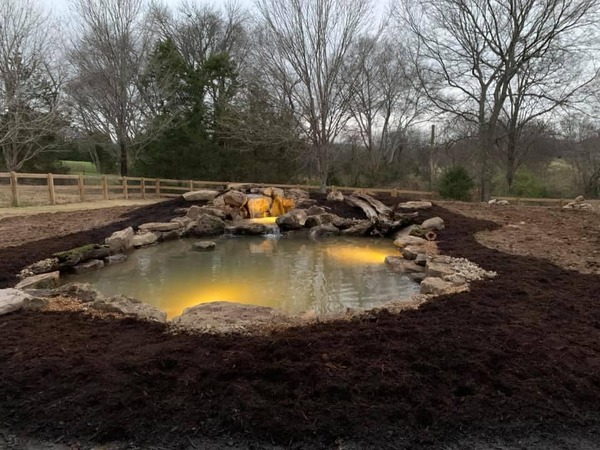 A backyard swimming pool converted into a JVI ecosystem pond, lit at dusk