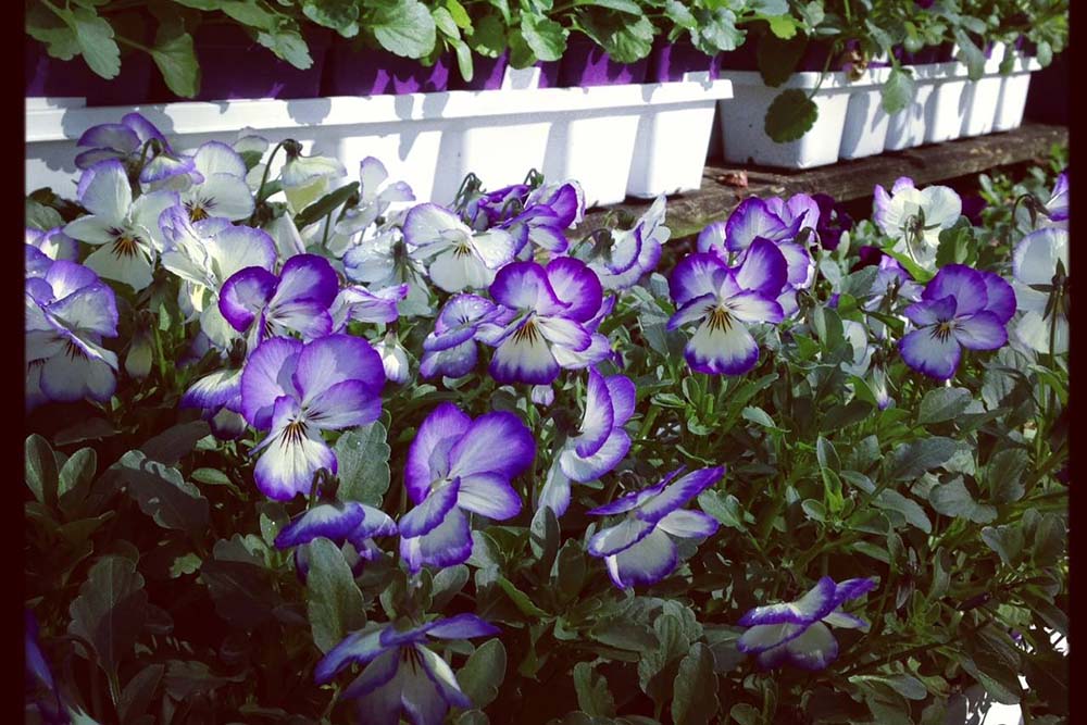 Fall violas and seasonal color at the JVI garden center.