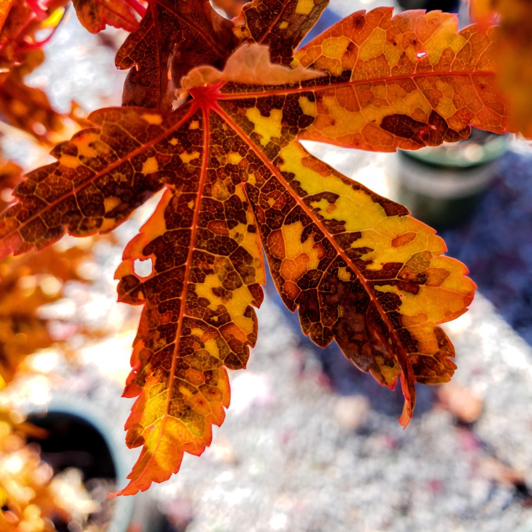 Close up of orange and red autumn maple leaves