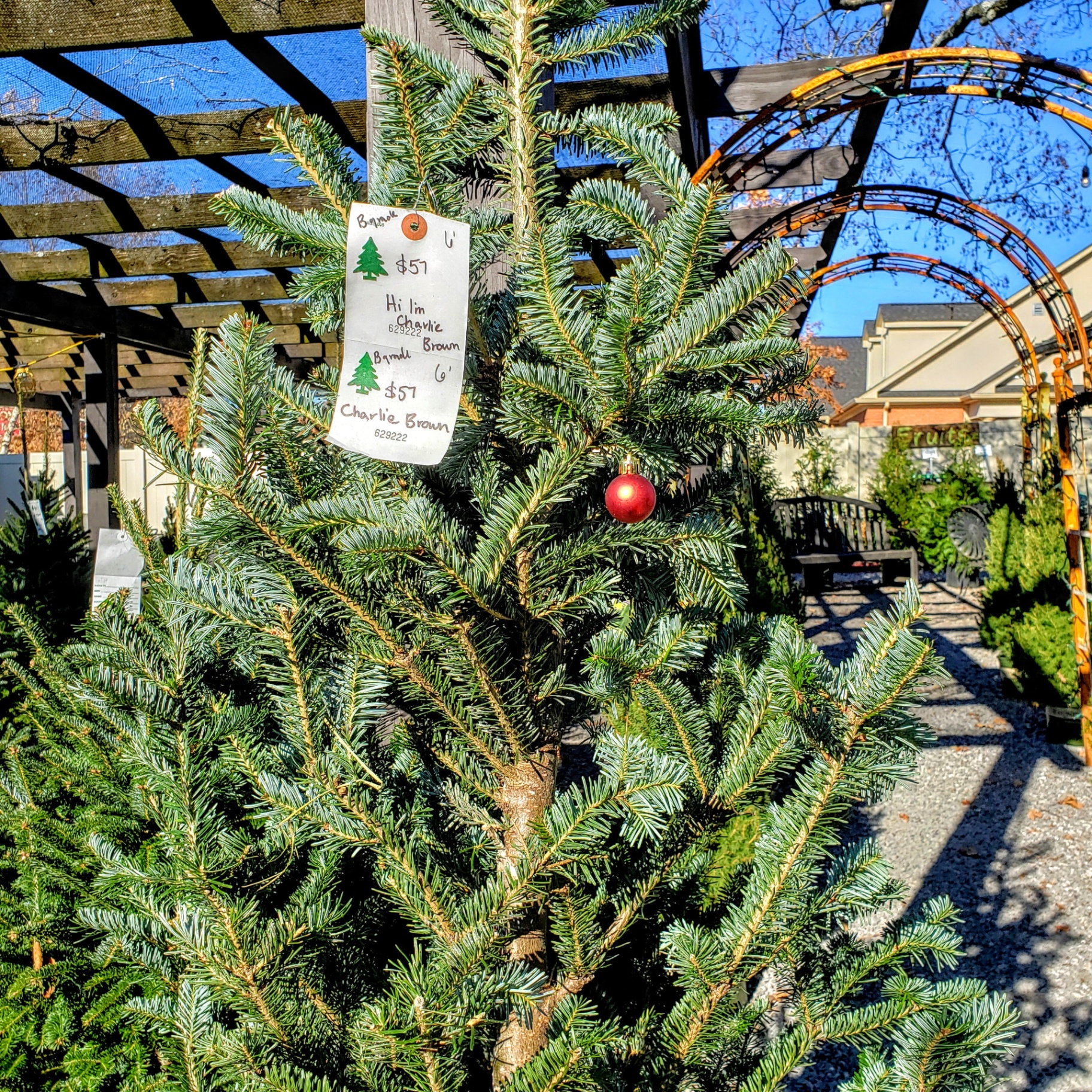 The Christmas Tree Experience