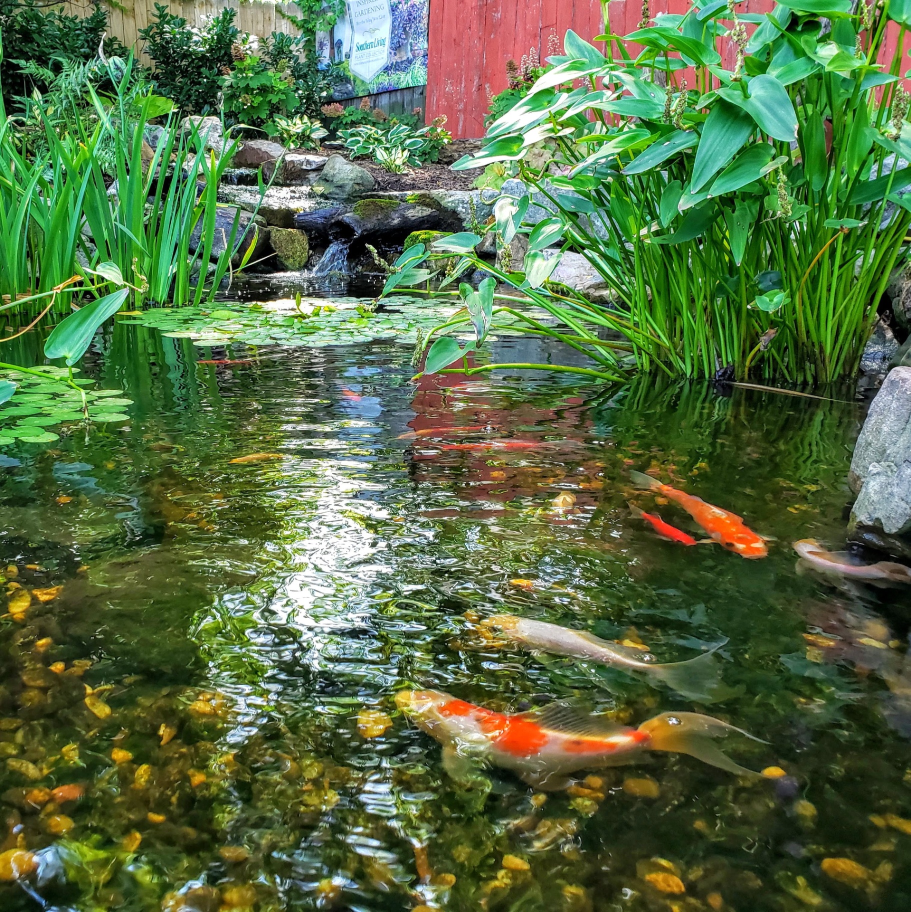 Different angle of the same koi pond install