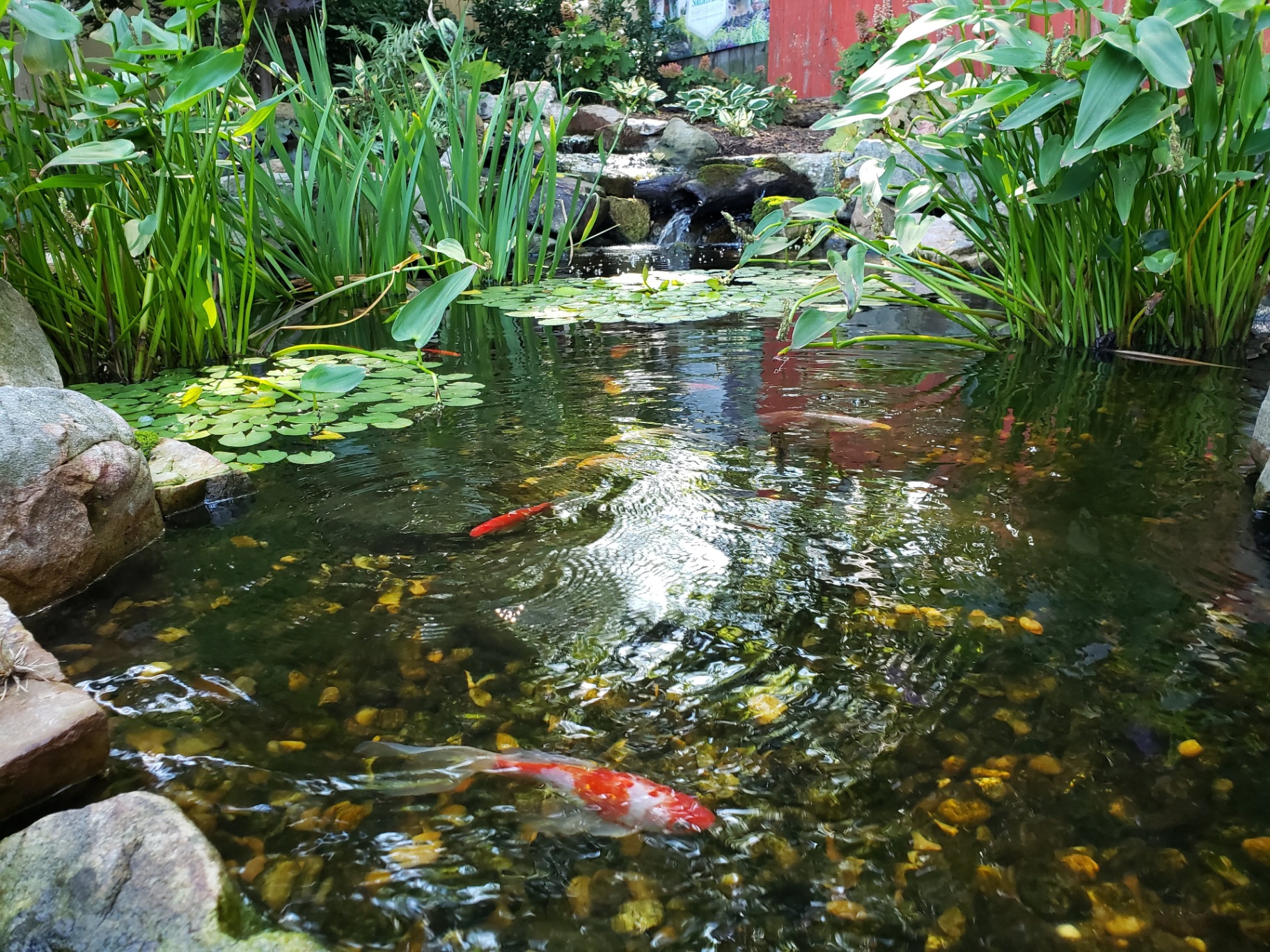 Healthy red koi swimming front and center