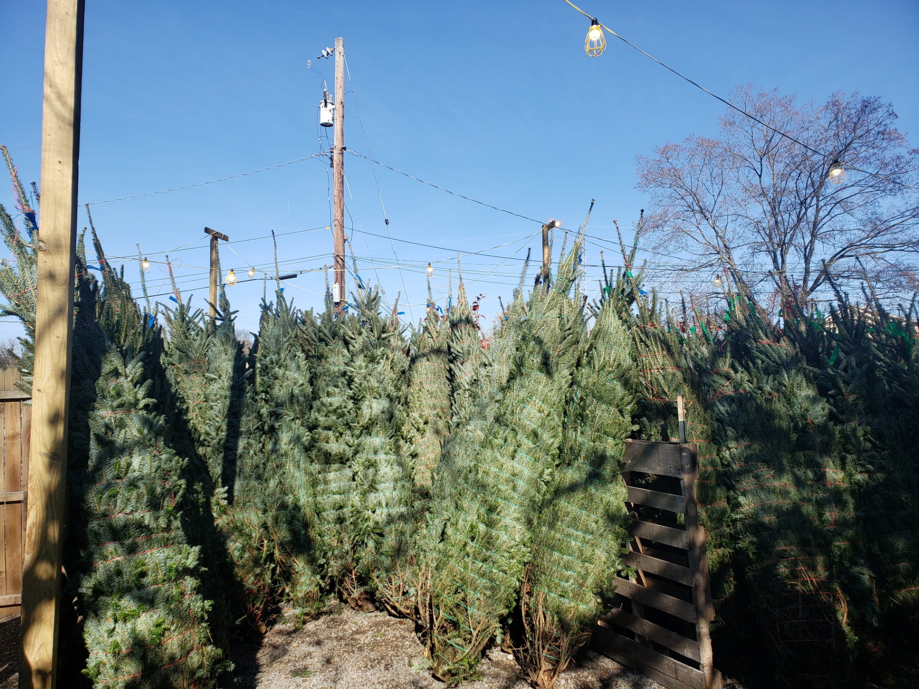 Daylight rows of fresh cut Christmas trees