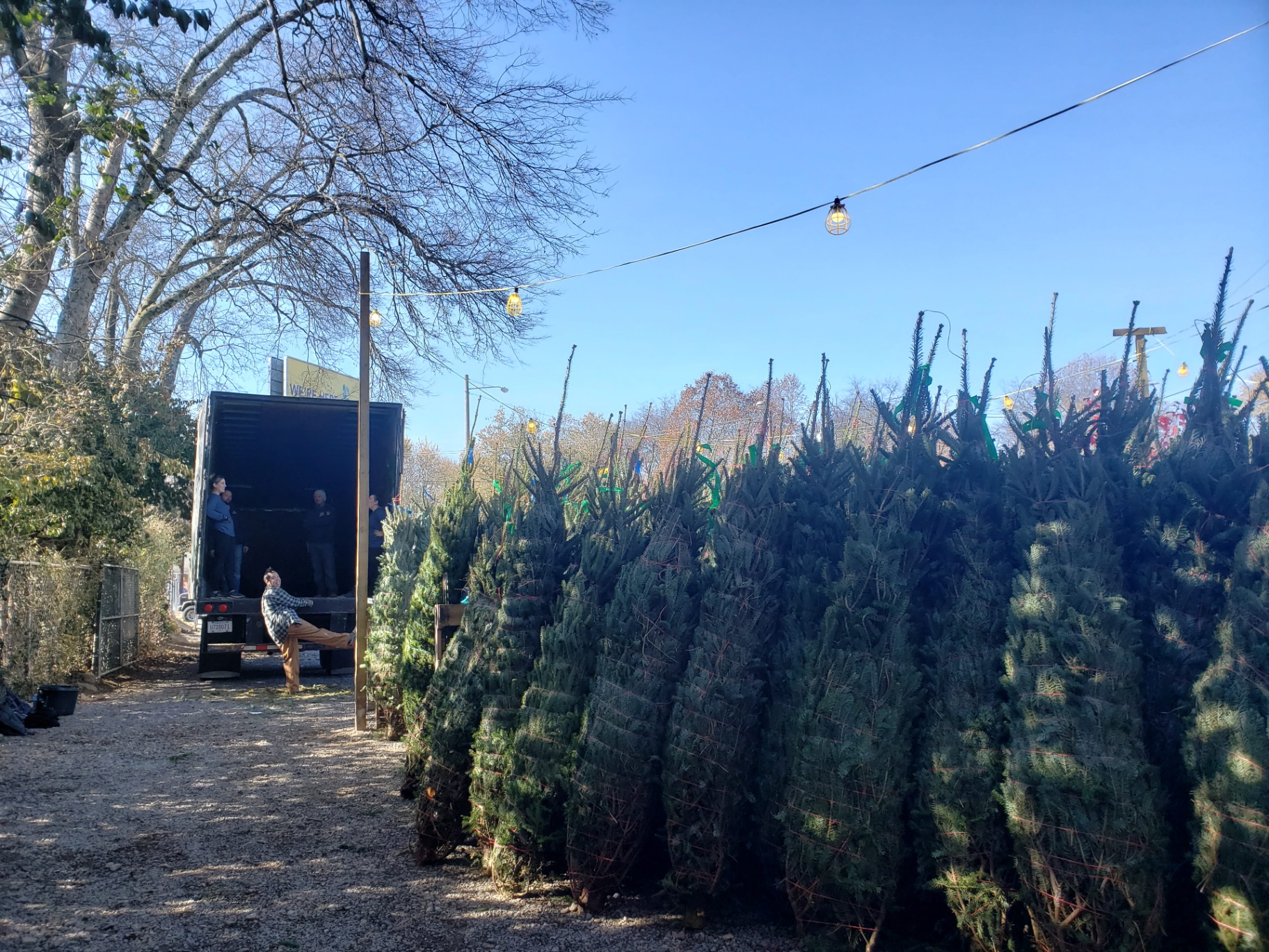 Rows of fresh Christmas trees beside the delivery truck