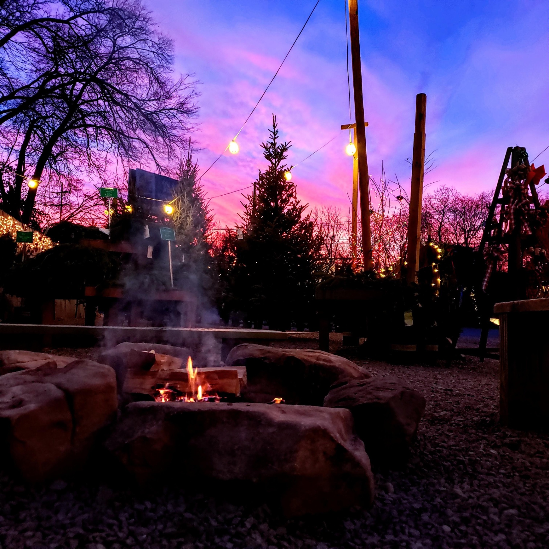 Christmas tree lot at sunset with a glowing fire pit
